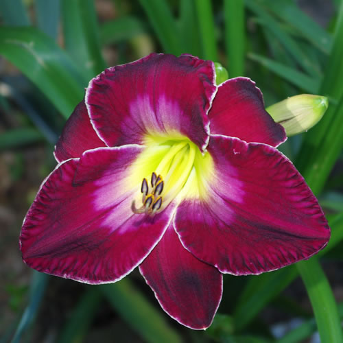 Hemerocallis Evening Concerto